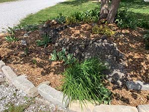 Donated plants being placed at Two Rivers Bike Park